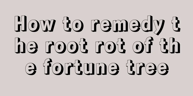 How to remedy the root rot of the fortune tree