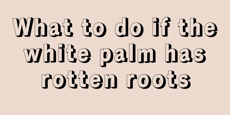 What to do if the white palm has rotten roots