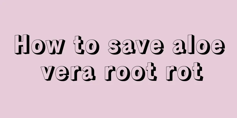 How to save aloe vera root rot