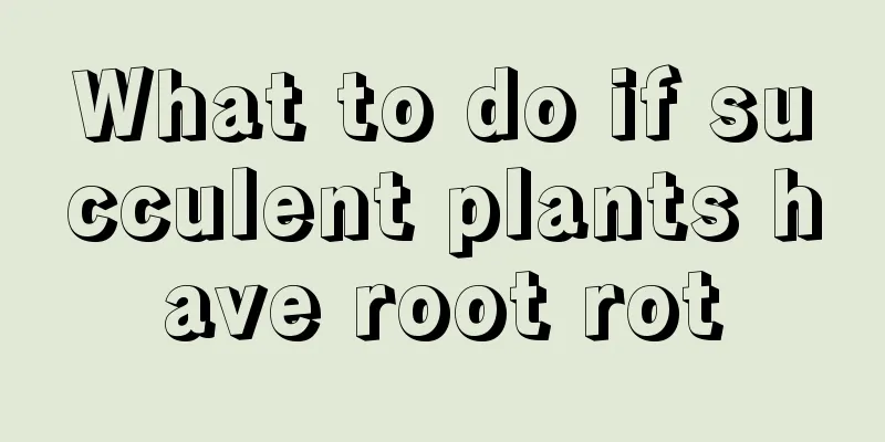 What to do if succulent plants have root rot