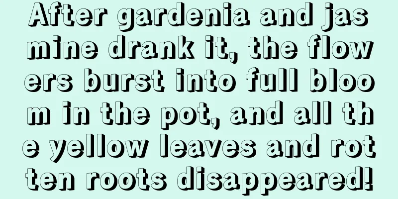 After gardenia and jasmine drank it, the flowers burst into full bloom in the pot, and all the yellow leaves and rotten roots disappeared!