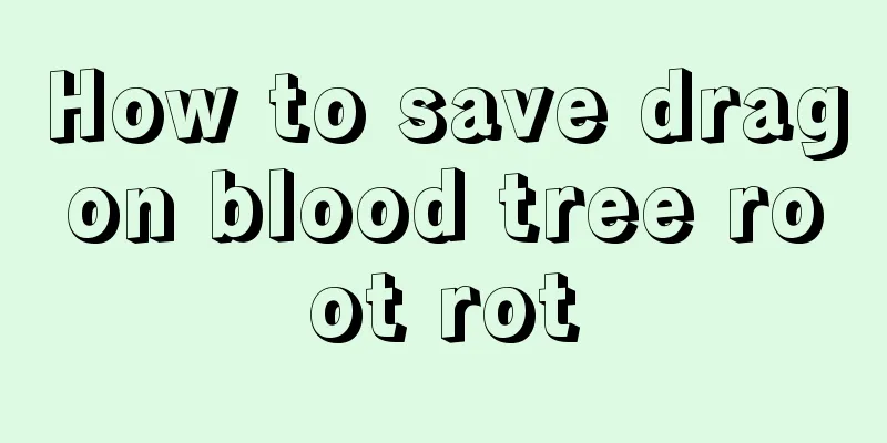 How to save dragon blood tree root rot