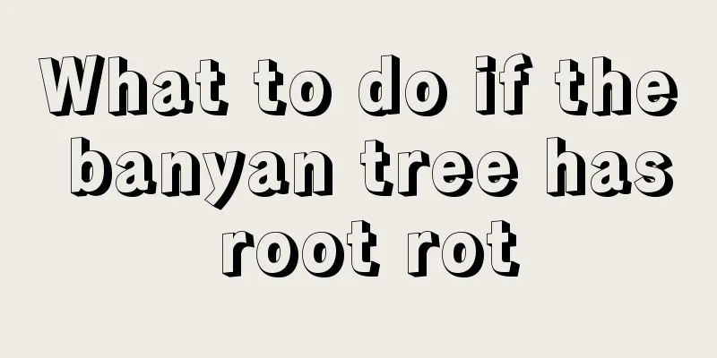 What to do if the banyan tree has root rot