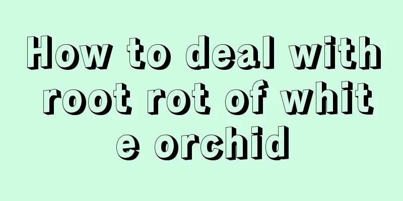 How to deal with root rot of white orchid