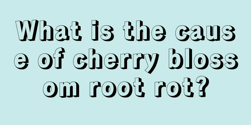 What is the cause of cherry blossom root rot?