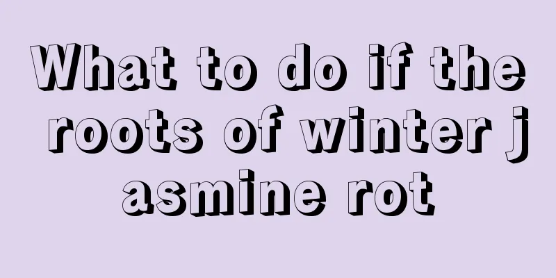 What to do if the roots of winter jasmine rot