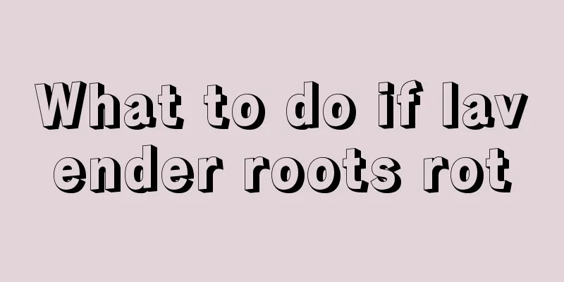 What to do if lavender roots rot