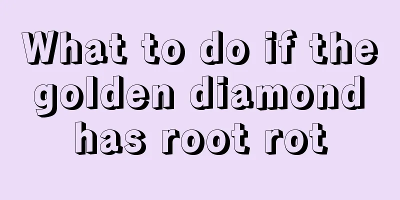 What to do if the golden diamond has root rot