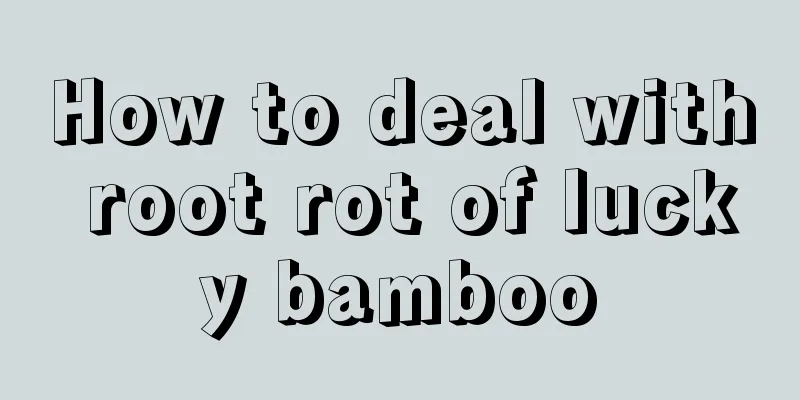 How to deal with root rot of lucky bamboo