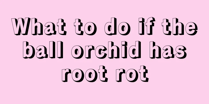 What to do if the ball orchid has root rot