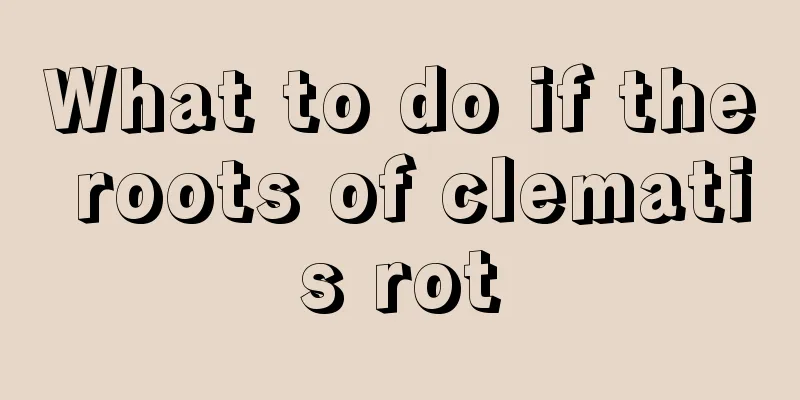 What to do if the roots of clematis rot