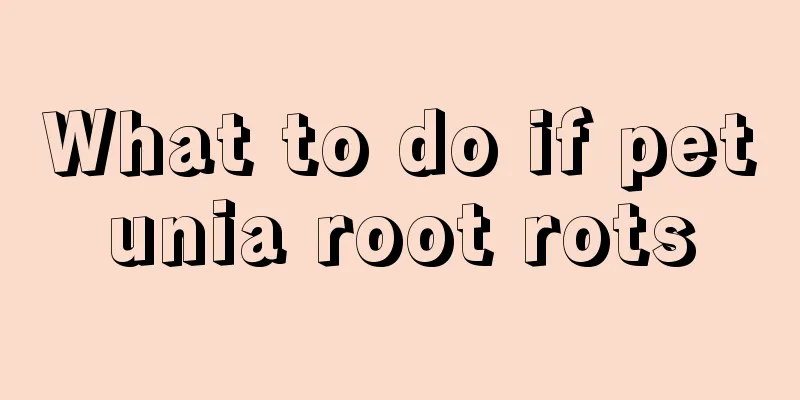 What to do if petunia root rots