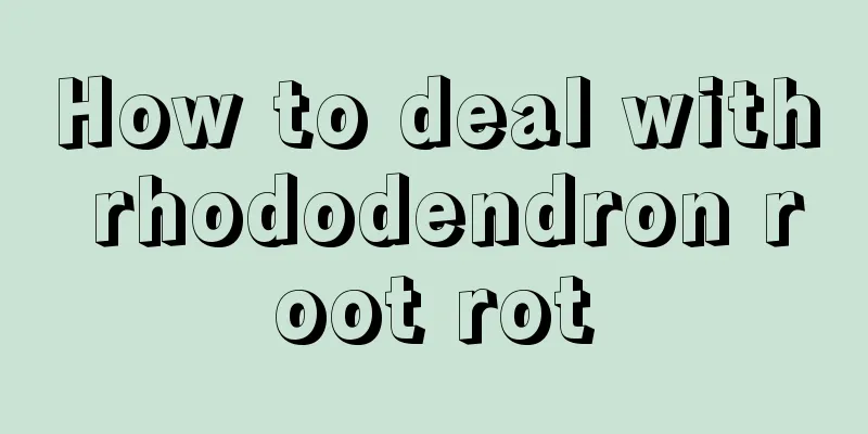 How to deal with rhododendron root rot