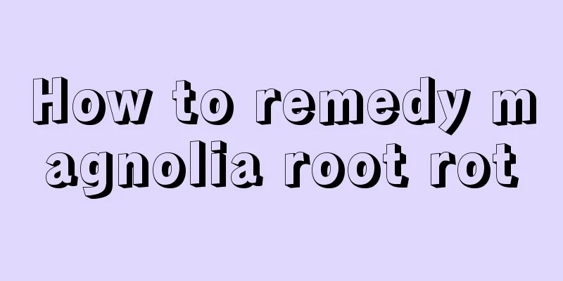 How to remedy magnolia root rot