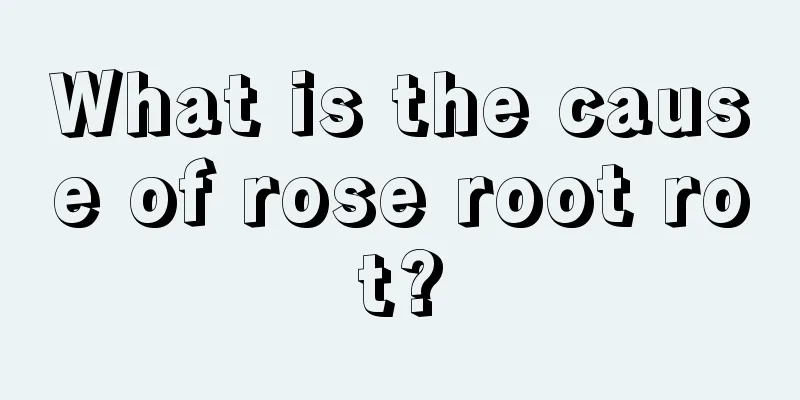 What is the cause of rose root rot?