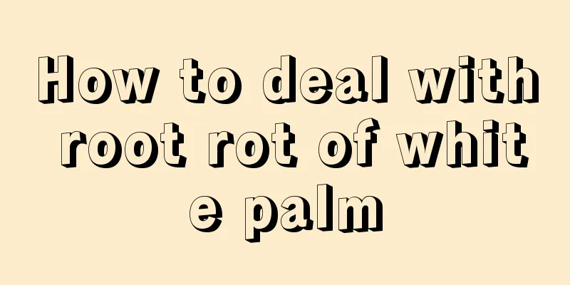 How to deal with root rot of white palm