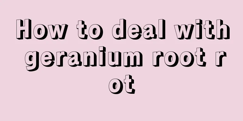 How to deal with geranium root rot