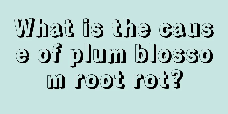 What is the cause of plum blossom root rot?