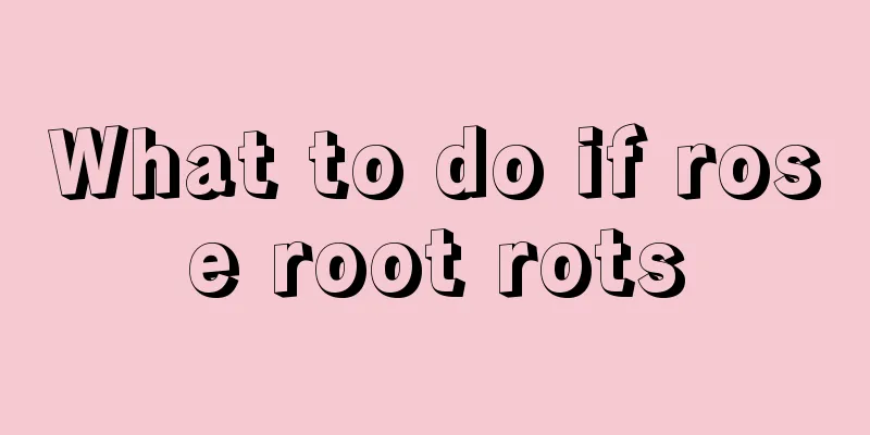 What to do if rose root rots