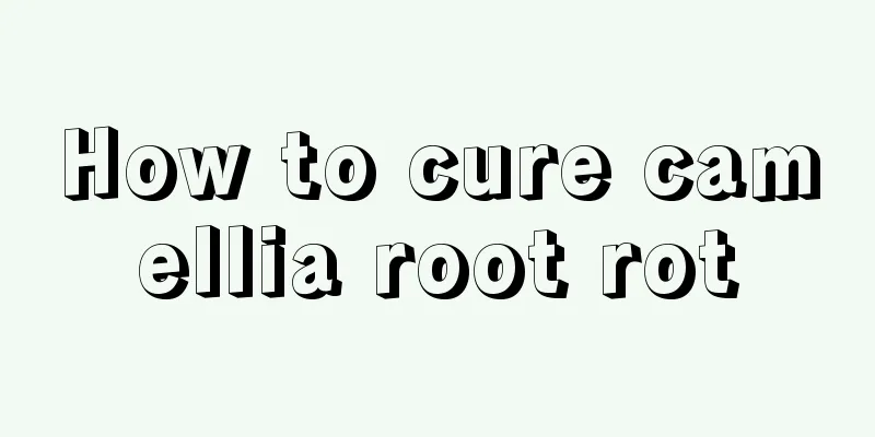 How to cure camellia root rot