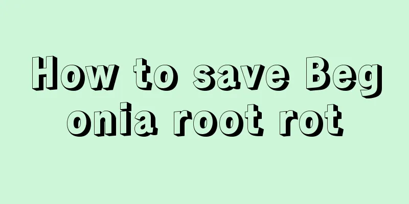 How to save Begonia root rot