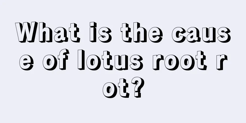 What is the cause of lotus root rot?