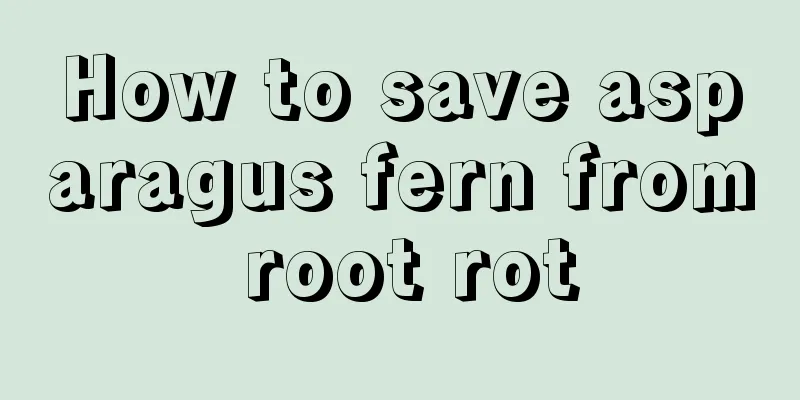 How to save asparagus fern from root rot