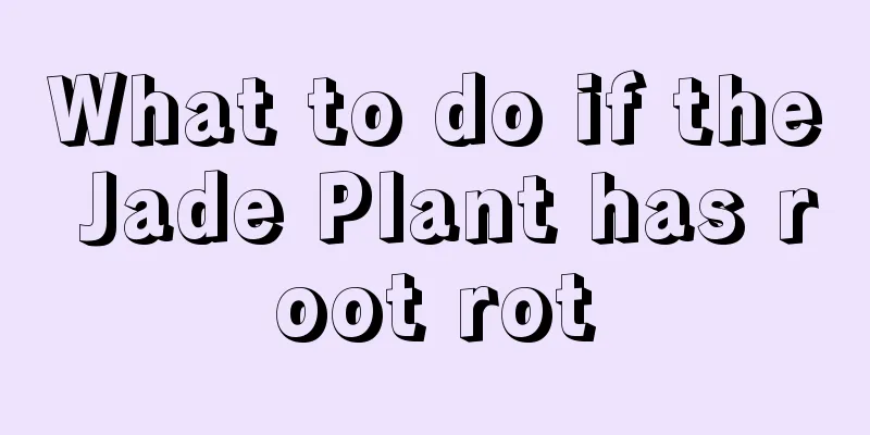 What to do if the Jade Plant has root rot