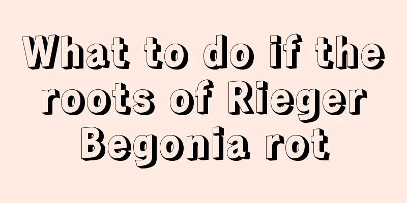 What to do if the roots of Rieger Begonia rot