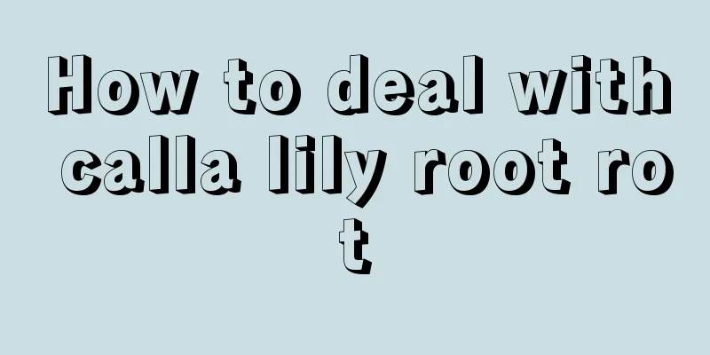 How to deal with calla lily root rot