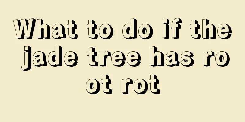 What to do if the jade tree has root rot