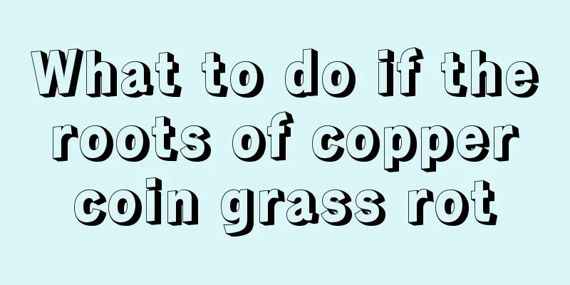 What to do if the roots of copper coin grass rot