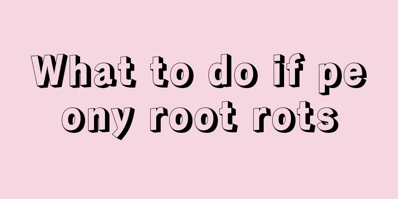 What to do if peony root rots