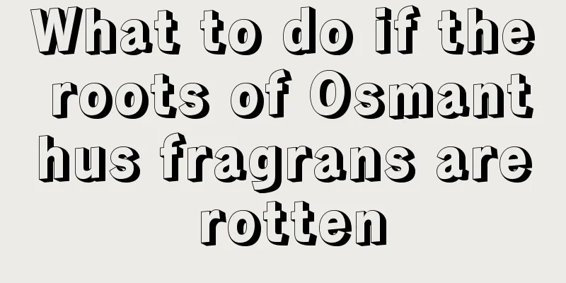 What to do if the roots of Osmanthus fragrans are rotten