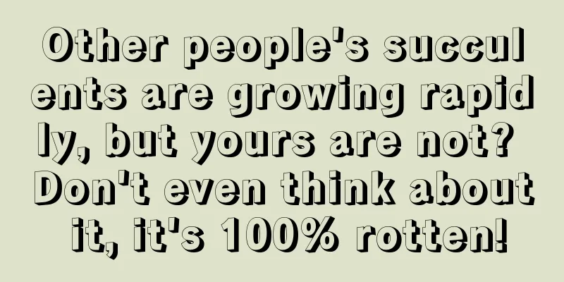 Other people's succulents are growing rapidly, but yours are not? Don't even think about it, it's 100% rotten!