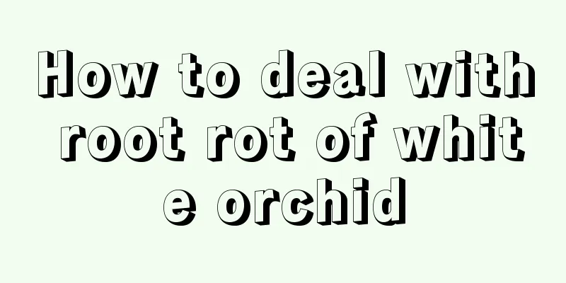 How to deal with root rot of white orchid