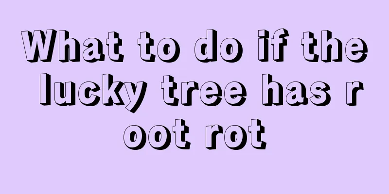 What to do if the lucky tree has root rot