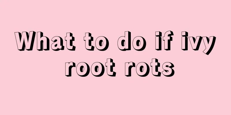 What to do if ivy root rots