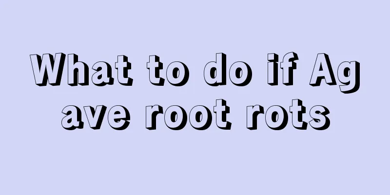 What to do if Agave root rots