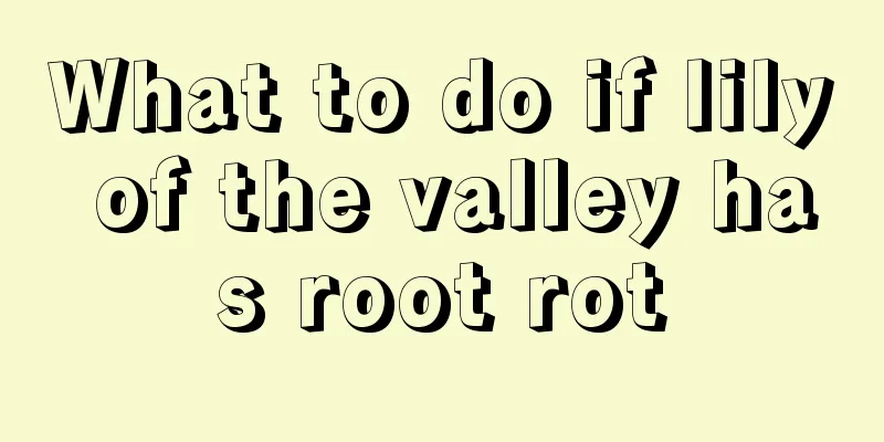 What to do if lily of the valley has root rot