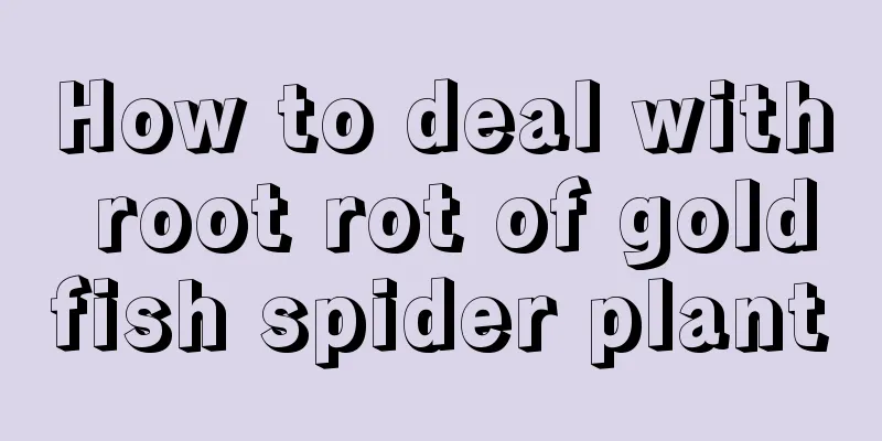 How to deal with root rot of goldfish spider plant