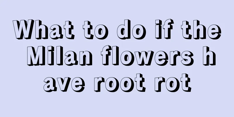 What to do if the Milan flowers have root rot