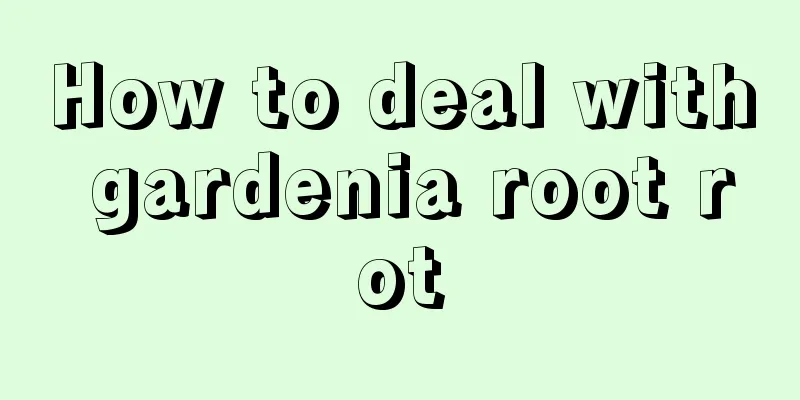 How to deal with gardenia root rot