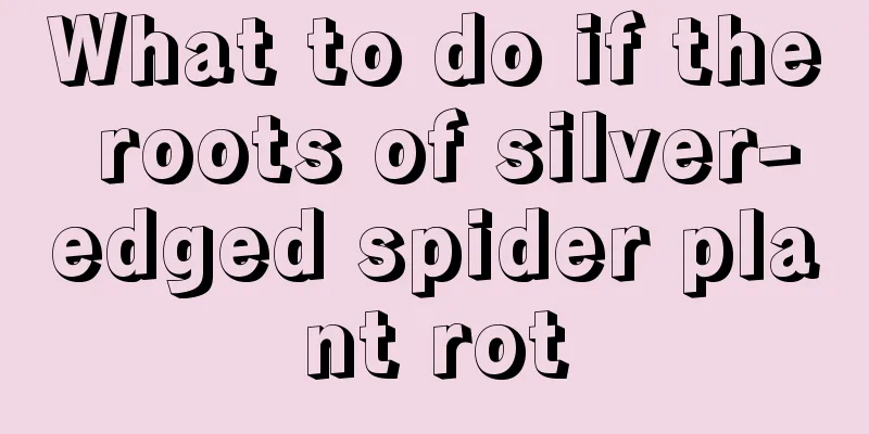 What to do if the roots of silver-edged spider plant rot