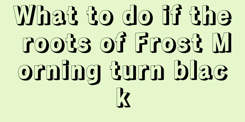 What to do if the roots of Frost Morning turn black