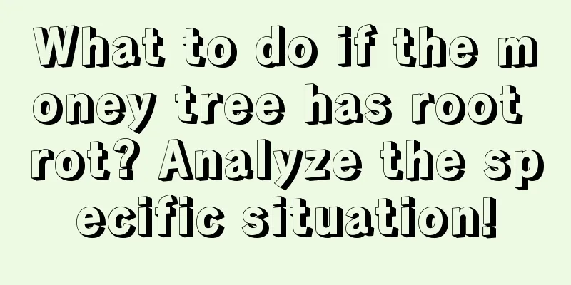 What to do if the money tree has root rot? Analyze the specific situation!