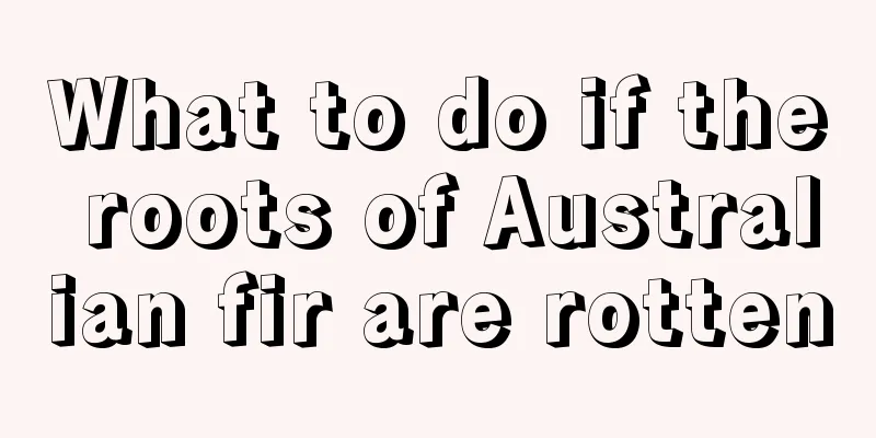 What to do if the roots of Australian fir are rotten