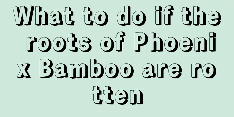 What to do if the roots of Phoenix Bamboo are rotten