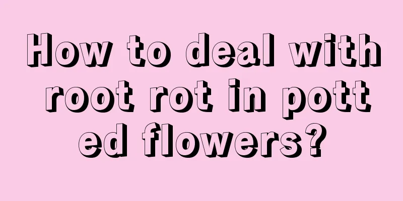 How to deal with root rot in potted flowers?