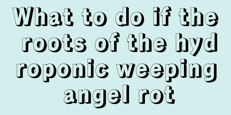 What to do if the roots of the hydroponic weeping angel rot